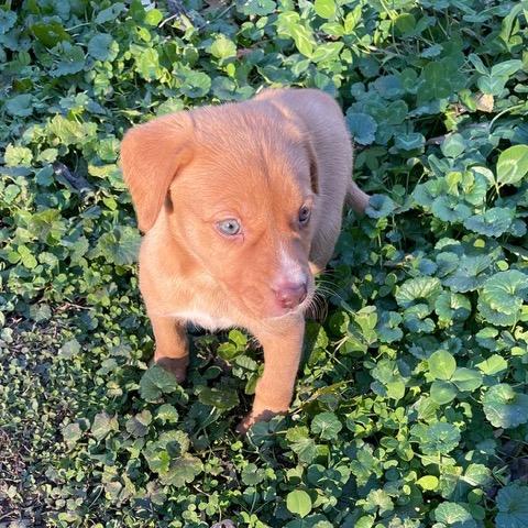 Enlarge Billy, a Adoptable Labrador Retriever in Crystal, MN image 4/5
