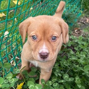 Enlarge Billy, a Adoptable Labrador Retriever in Crystal, MN image 5/5