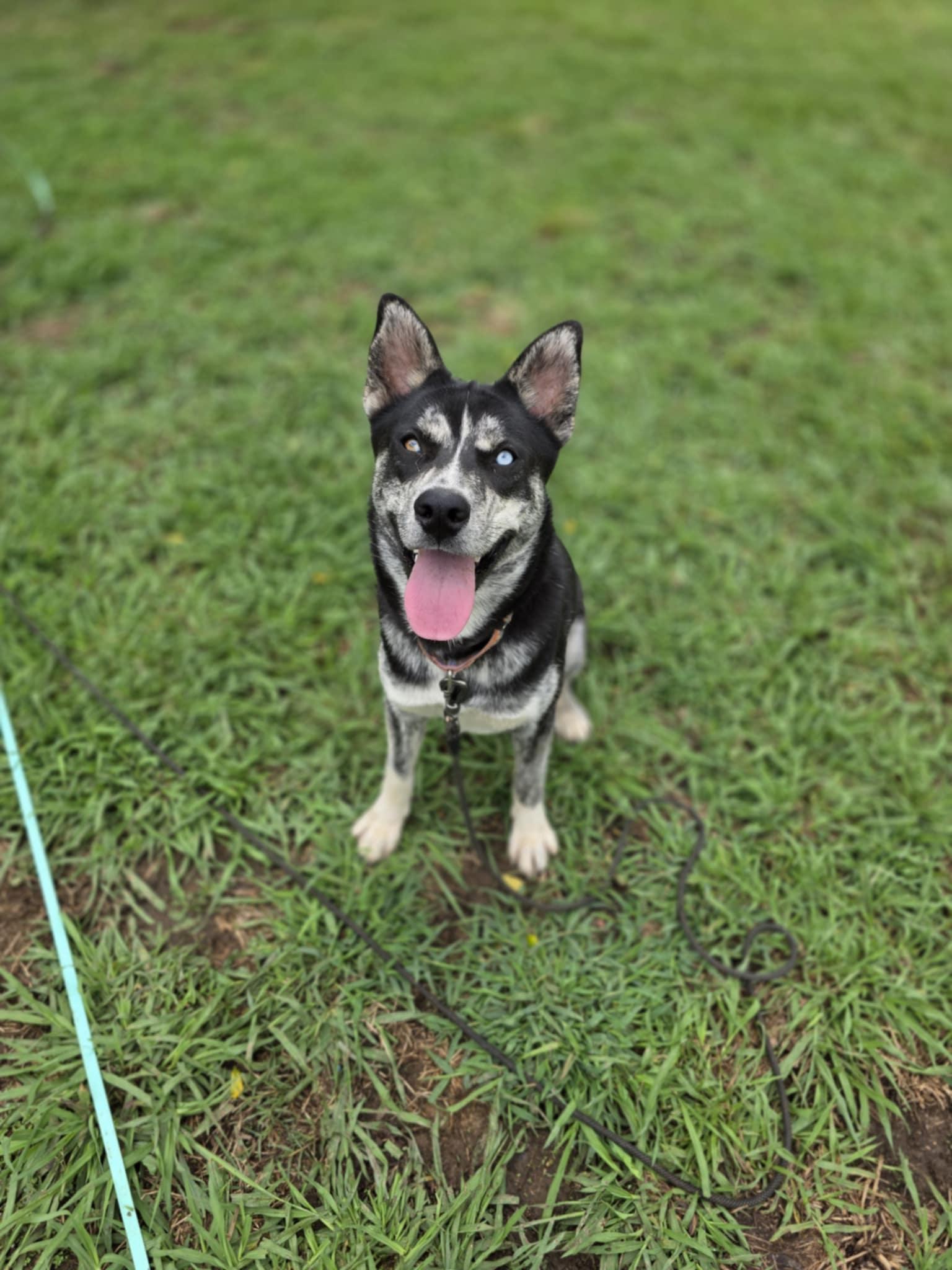 Enlarge Knox, a Adopted mixed breed in Lancaster, SC image 5/5