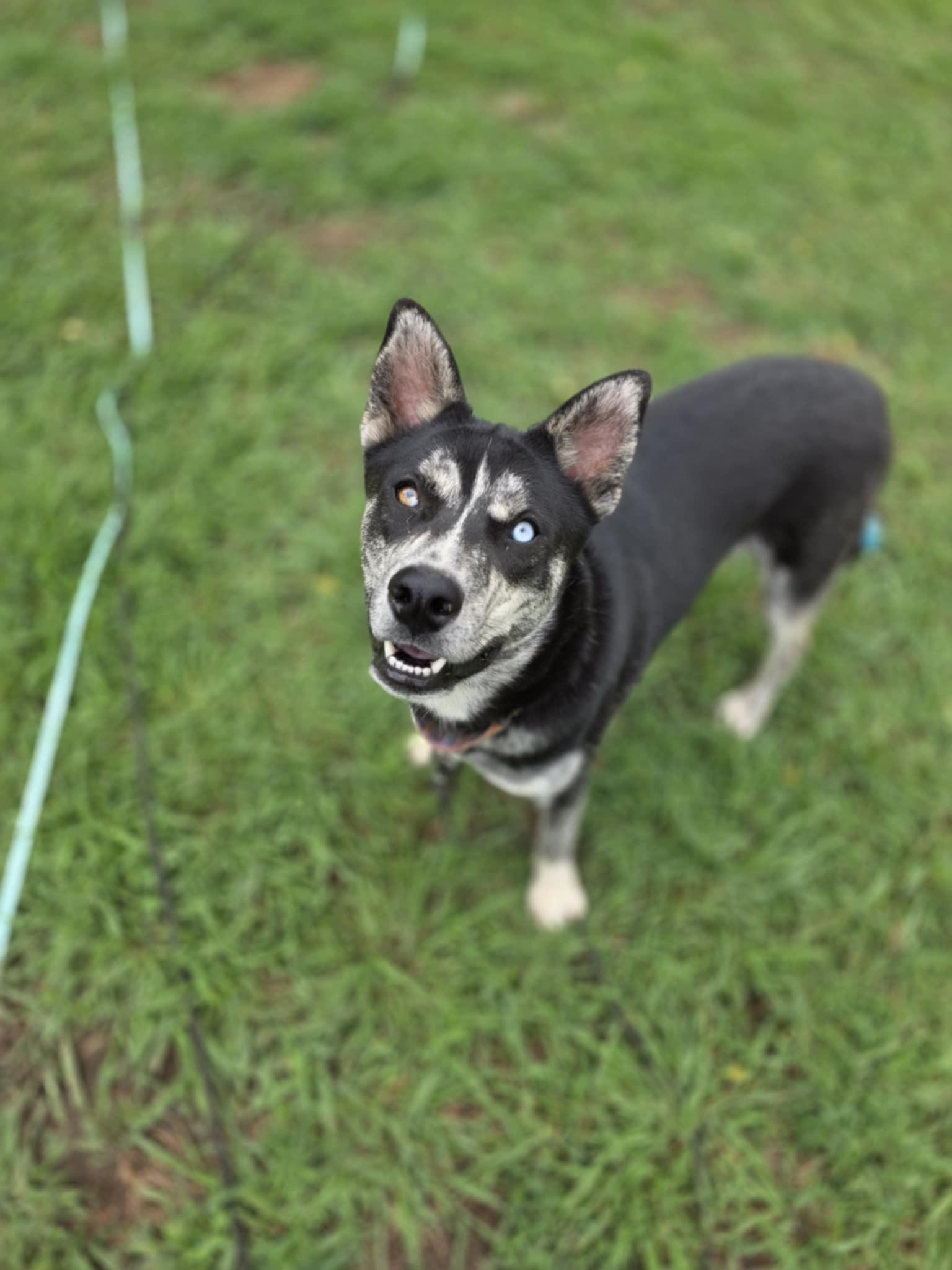 Enlarge Knox, a Adopted mixed breed in Lancaster, SC image 3/5