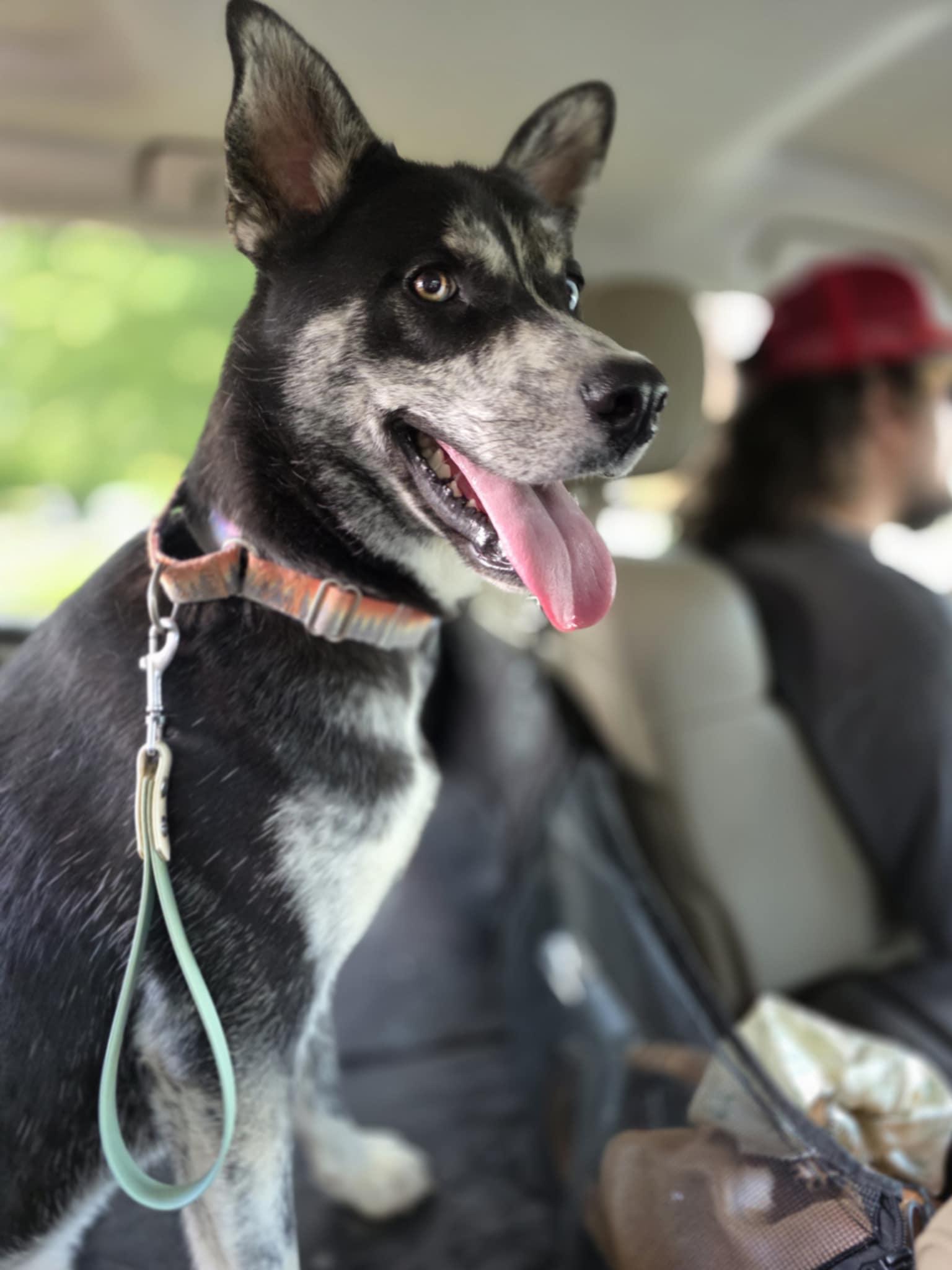 Enlarge Knox, a Adopted mixed breed in Lancaster, SC image 2/5