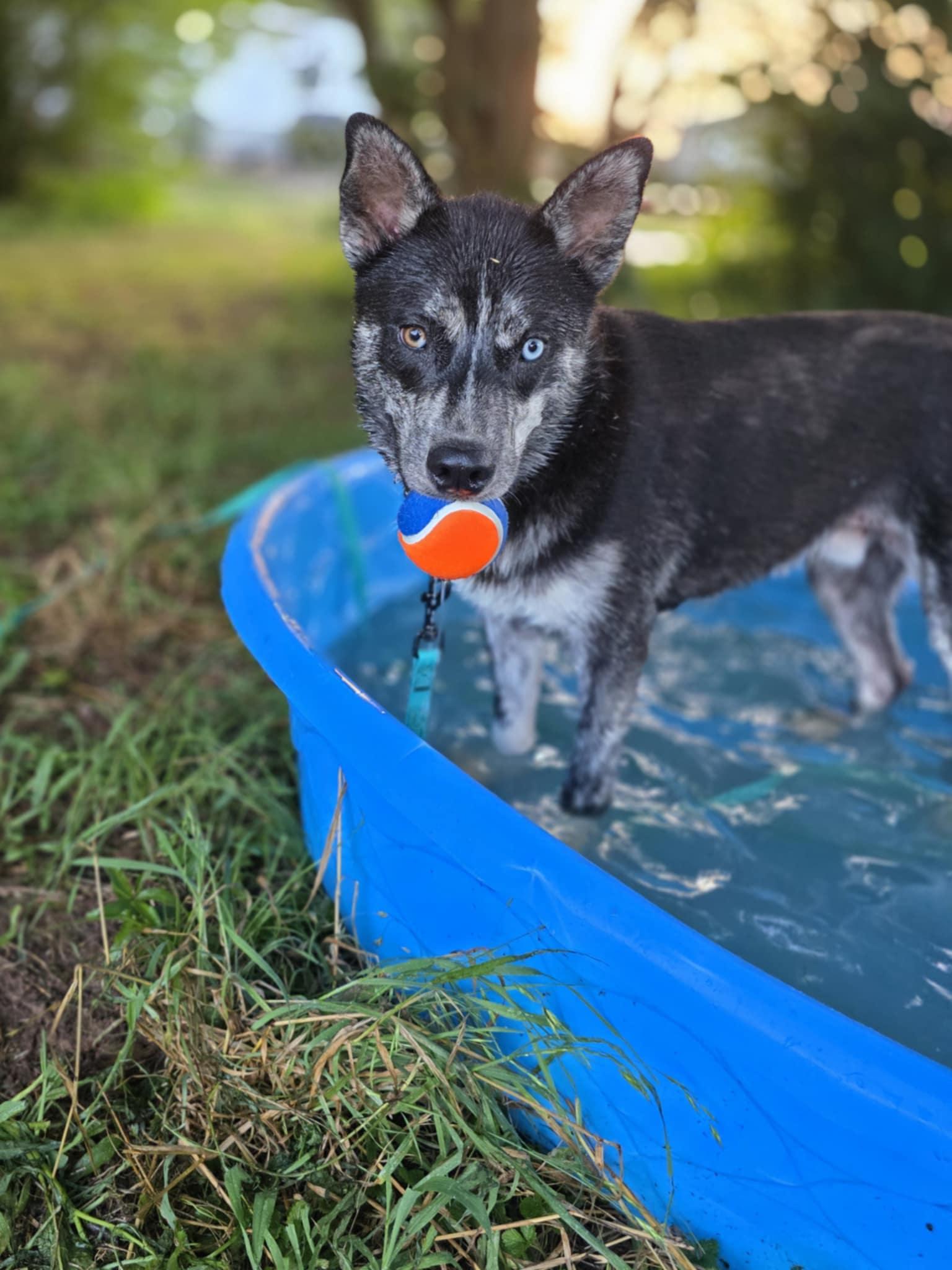 Enlarge Knox, a Adopted mixed breed in Lancaster, SC image 4/5