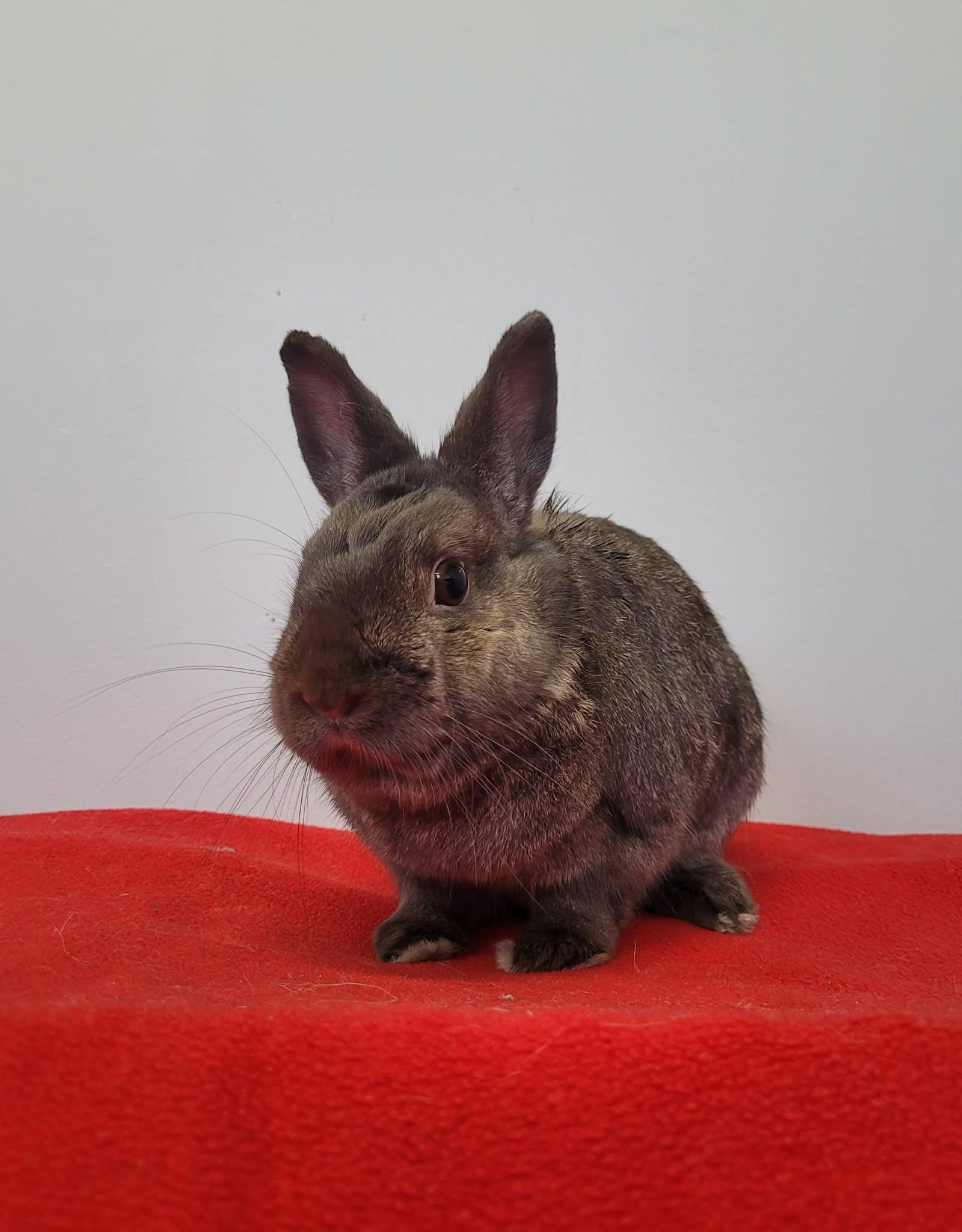 Moka, Adoptable, Adult Female Bunny Rabbit.