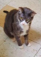 Whiskey Atkin - Vet-rescued kitty she calls "SWEETIE!", Adoptable, Adult Male Domestic Short Hair.