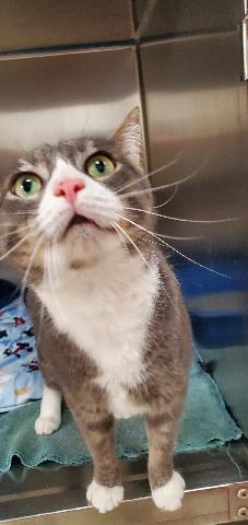 Enlarge Whiskey Atkin - Vet-rescued kitty she calls "SWEETIE!", a Adoptable Domestic Short Hair in Stowe, PA image 2/3