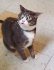 Enlarge Whiskey Atkin - Vet-rescued kitty she calls "SWEETIE!", a Adoptable Domestic Short Hair in Stowe, PA image 3/3