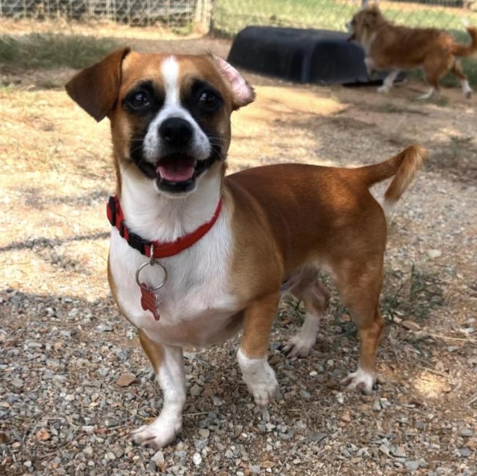 Midge, a ADOPTABLE mixed breed in Marble Falls, TX image 2/2