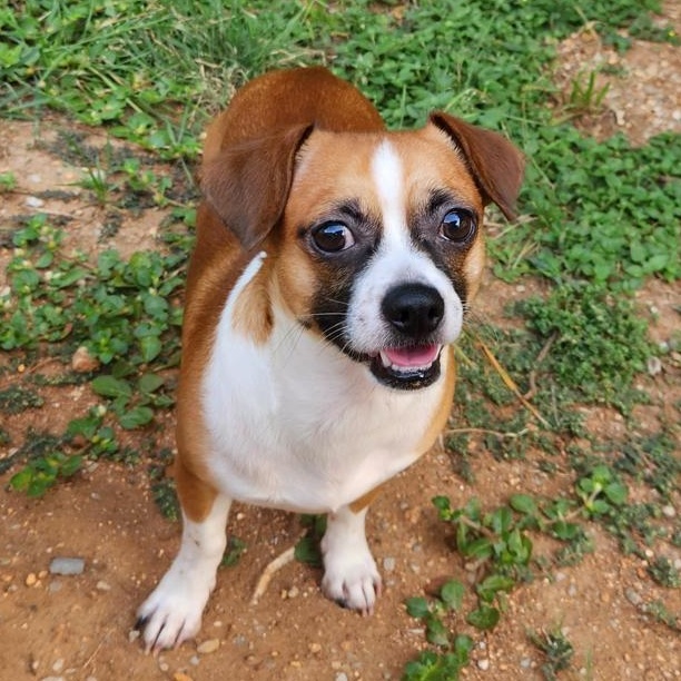Midge, ADOPTABLE, Adult Male Jack Russell Terrier & Chihuahua.