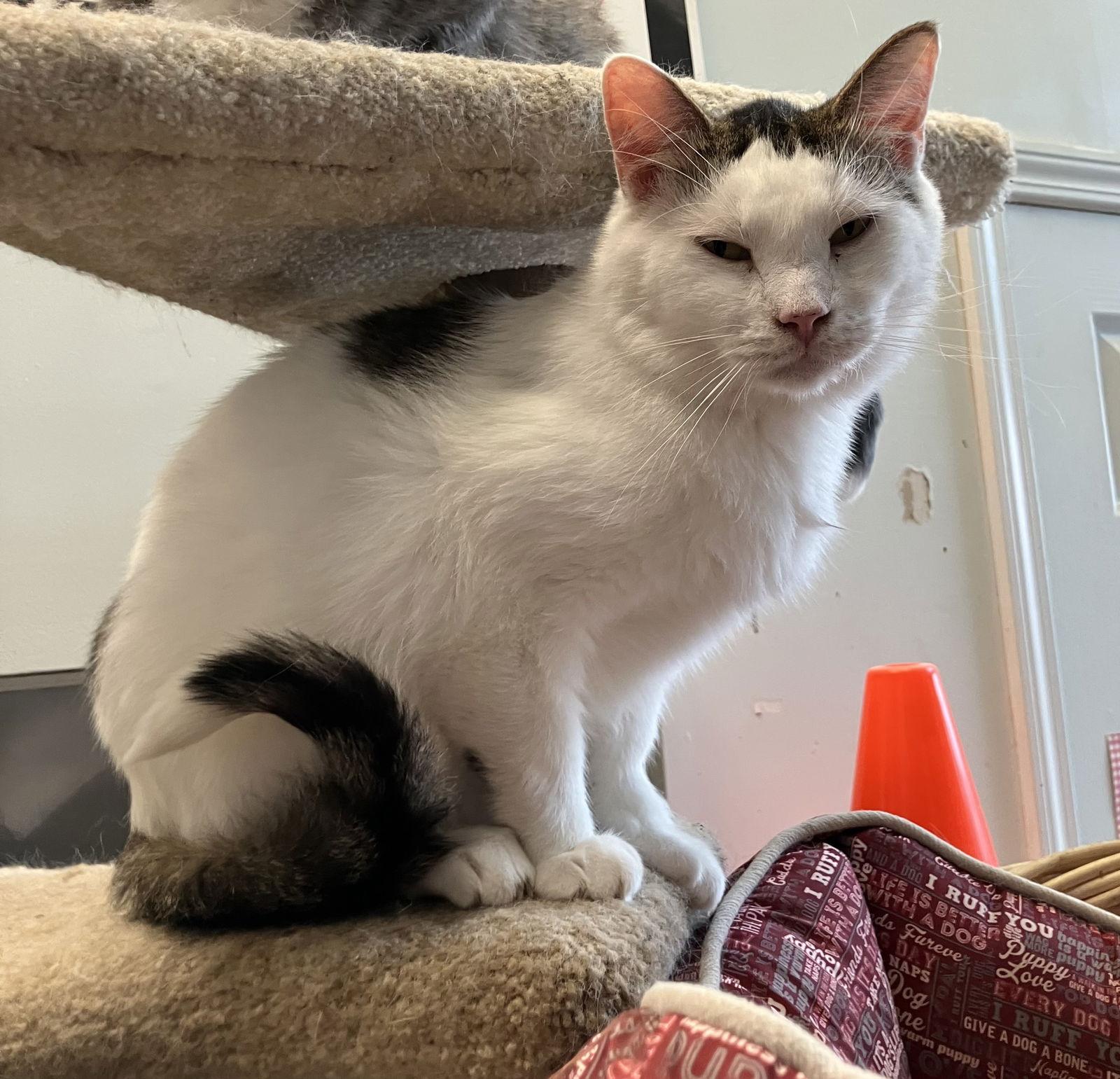 Walter — thumbnail 3