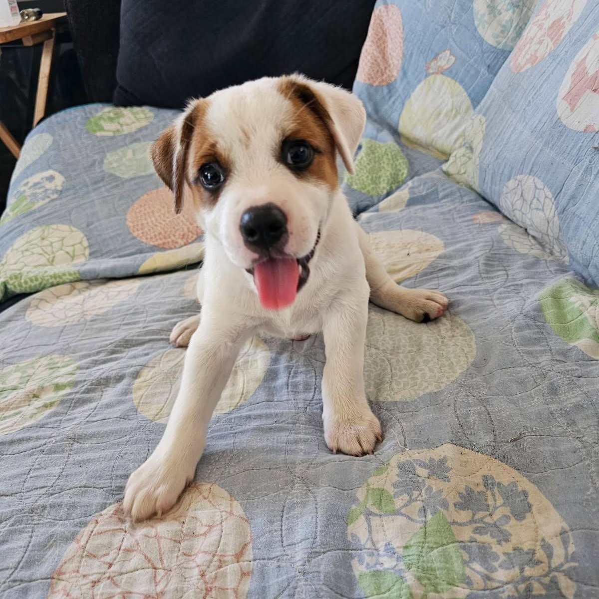 Enlarge Sparky, an adopted mixed breed in Christiansted, VI image 2/5