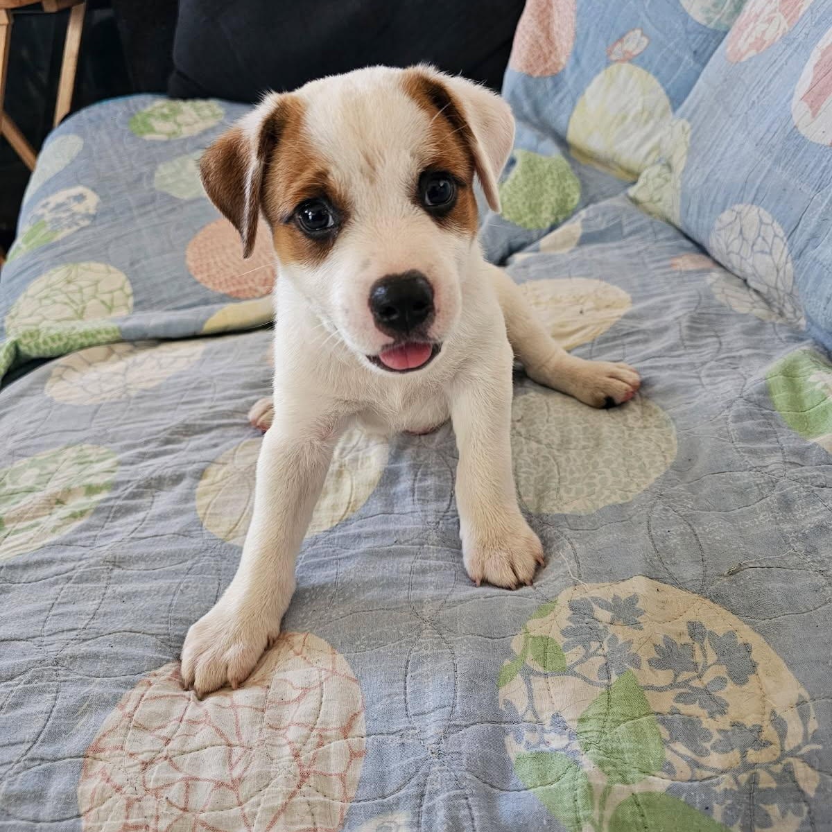 Enlarge Sparky, an adopted mixed breed in Christiansted, VI image 3/5