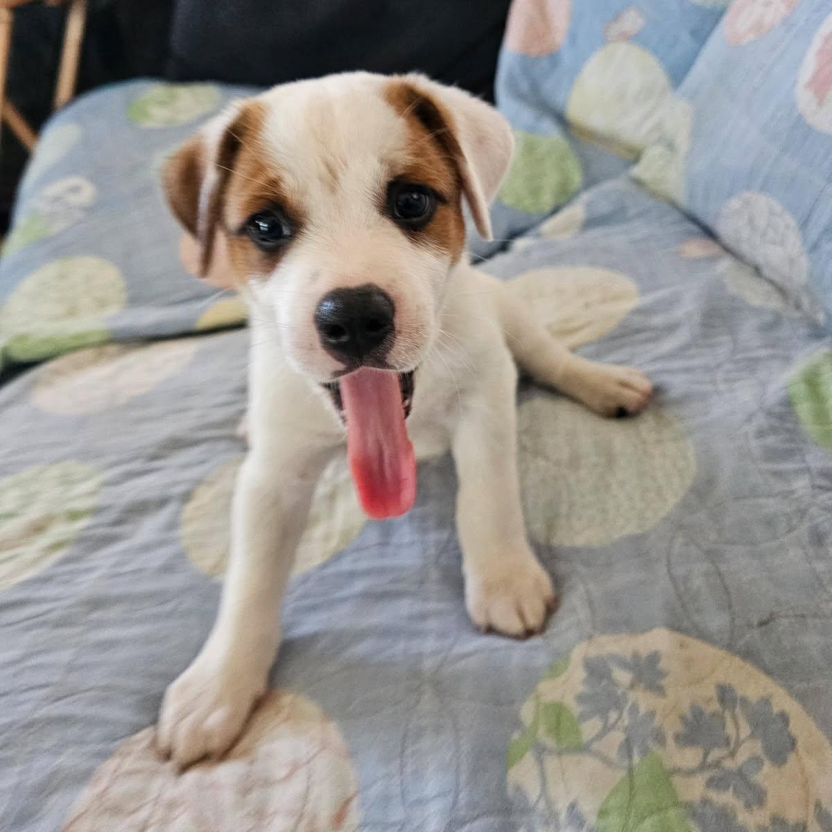 Enlarge Sparky, an adopted mixed breed in Christiansted, VI image 4/5