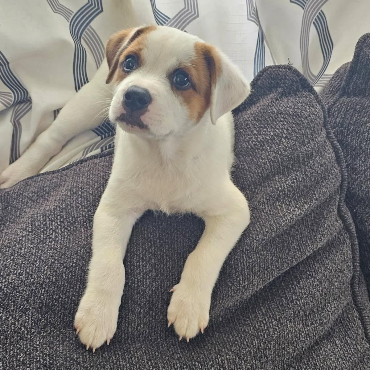 Sparky, adopted, Puppy Male Mixed Breed.
