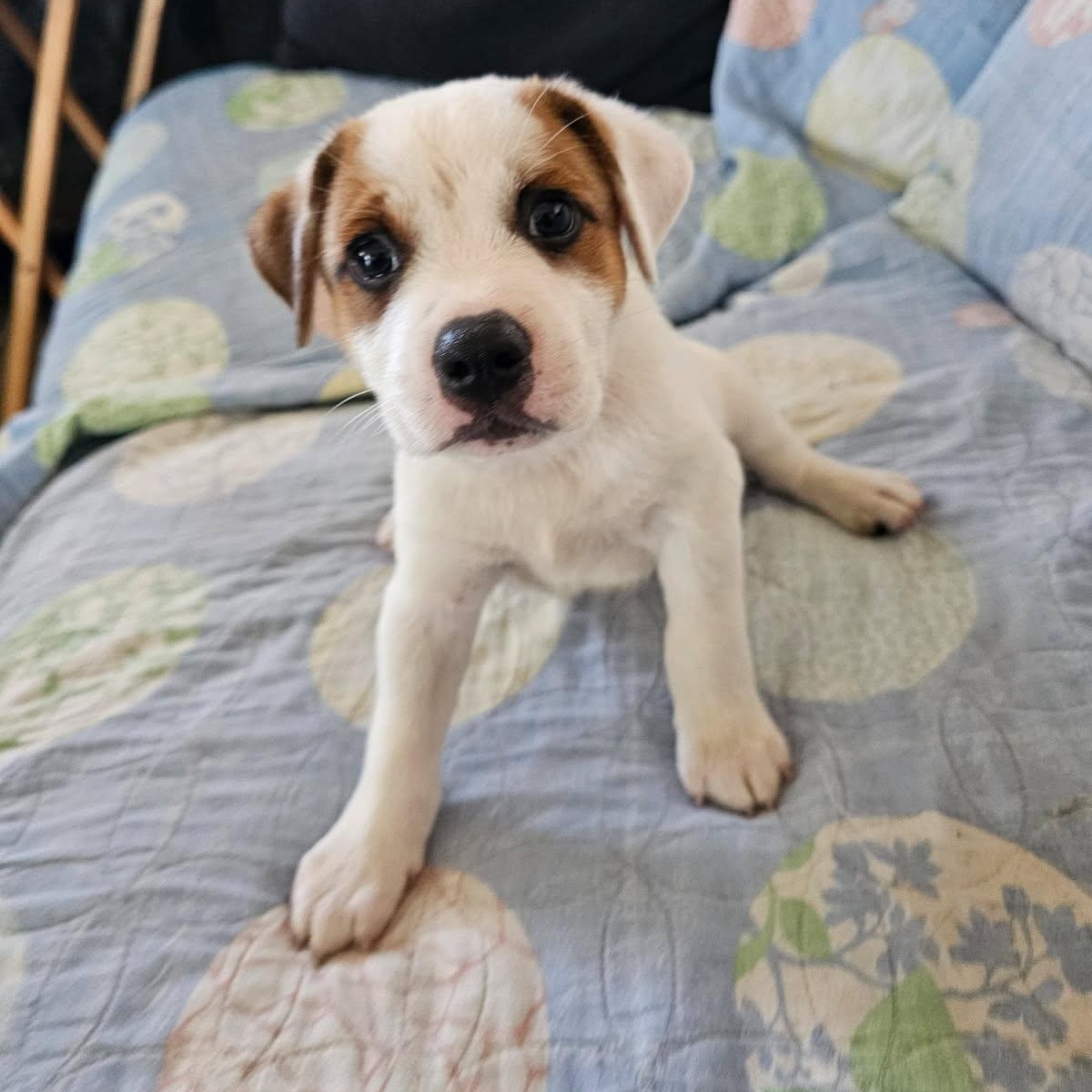 Enlarge Sparky, an adopted mixed breed in Christiansted, VI image 5/5