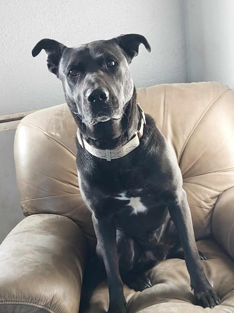 Enlarge Scoob-Bear, a Adoptable mixed breed in Mission Viejo, CA image 1/6