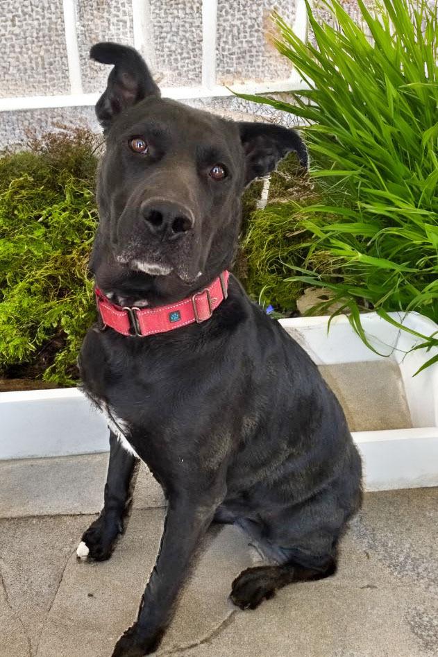 Enlarge Scoob-Bear, a Adoptable mixed breed in Mission Viejo, CA image 2/6