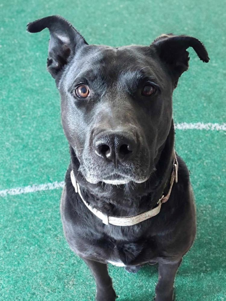 Enlarge Scoob-Bear, a Adoptable mixed breed in Mission Viejo, CA image 3/6