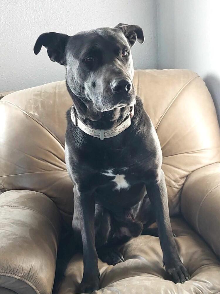 Enlarge Scoob-Bear, a Adoptable mixed breed in Mission Viejo, CA image 4/6