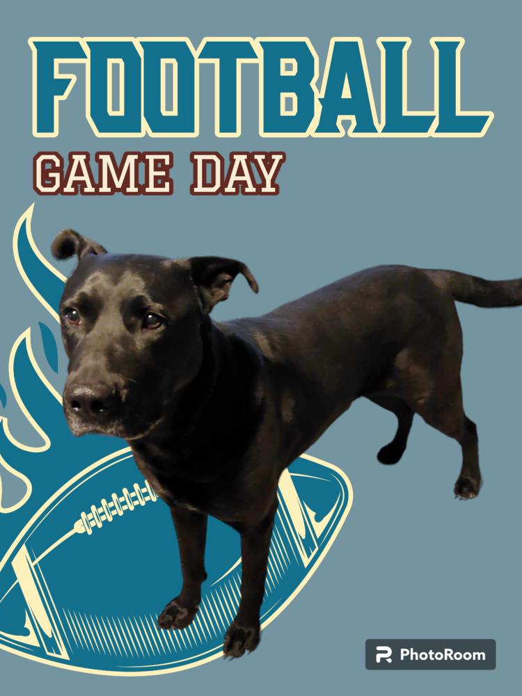 Scoob-Bear, Adoptable, Adult Male German Shepherd Dog & American Staffordshire Terrier.