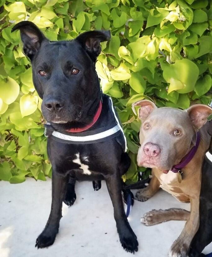 Enlarge Scoob-Bear, a Adoptable mixed breed in Mission Viejo, CA image 6/6