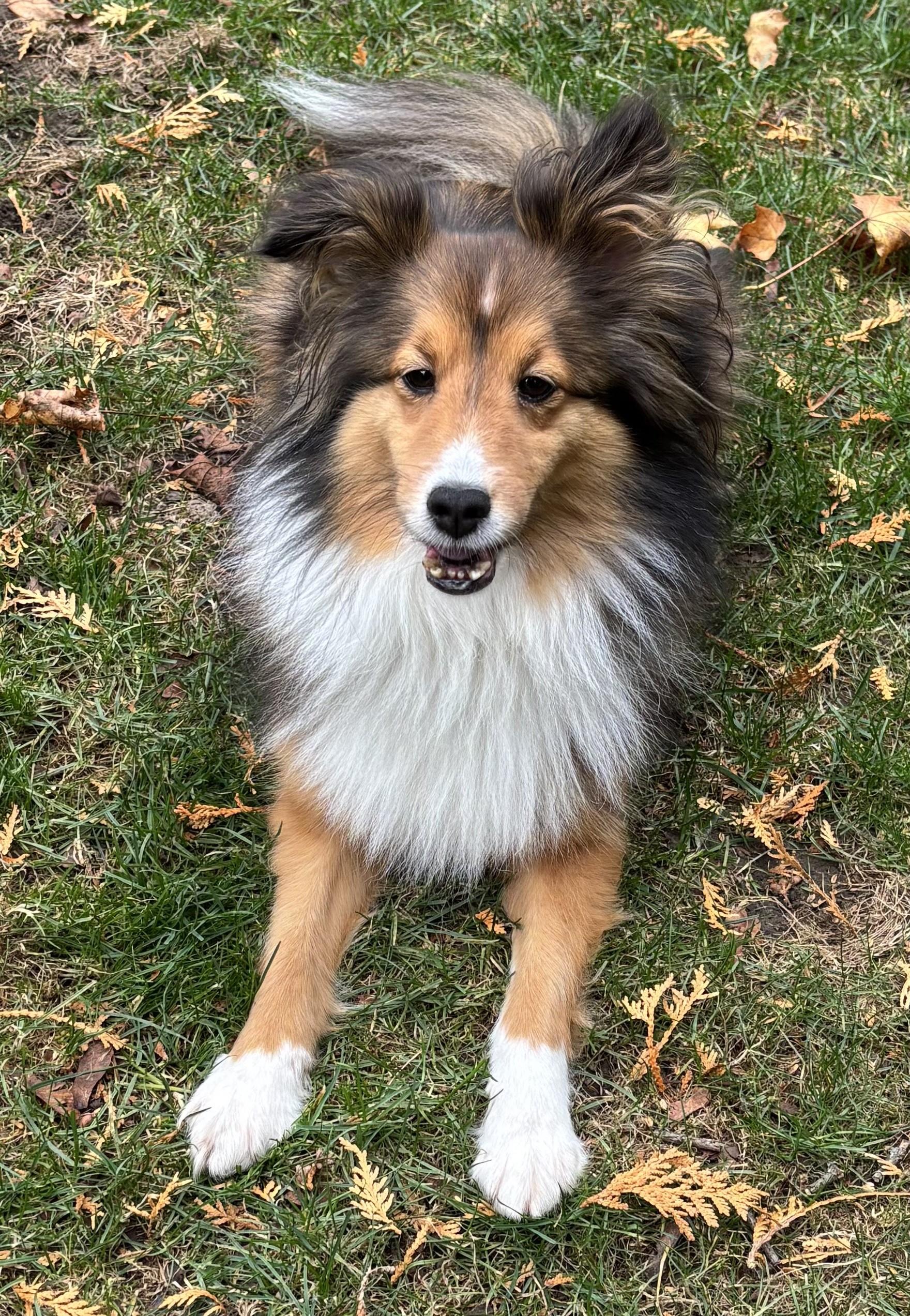 Soe - ADOPTED!!!, ADOPTABLE, Adult Female Shetland Sheepdog / Sheltie.