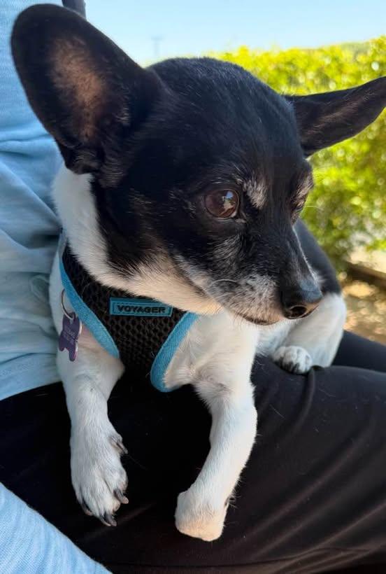 Zeus, a Adoptable mixed breed in Las Vegas, NV image 6/6