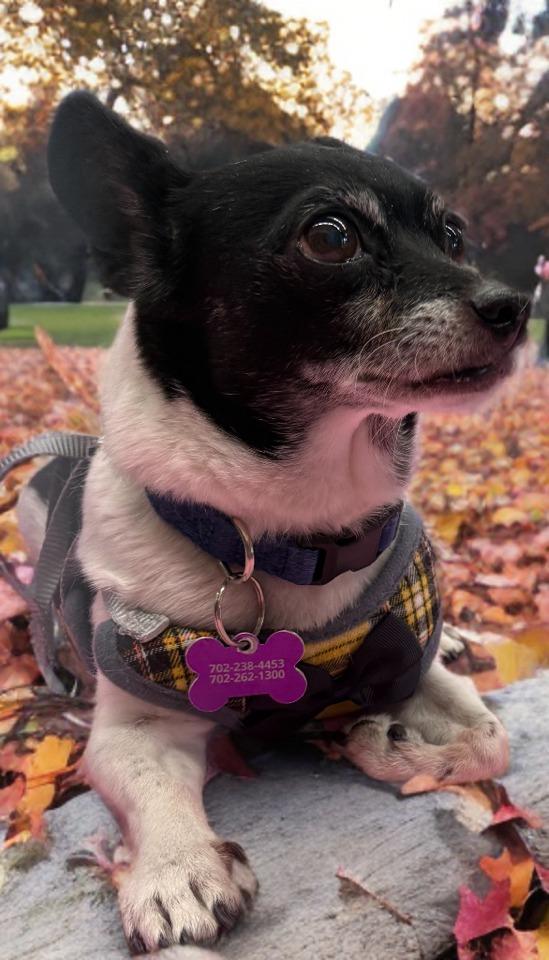 Zeus, Adoptable, Adult Male Chihuahua.