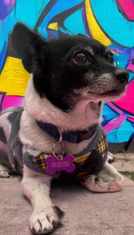 Zeus, a Adoptable mixed breed in Las Vegas, NV image 2/6