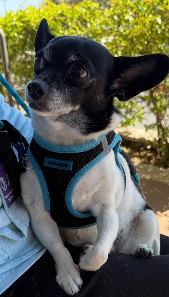 Zeus, a Adoptable mixed breed in Las Vegas, NV image 5/6