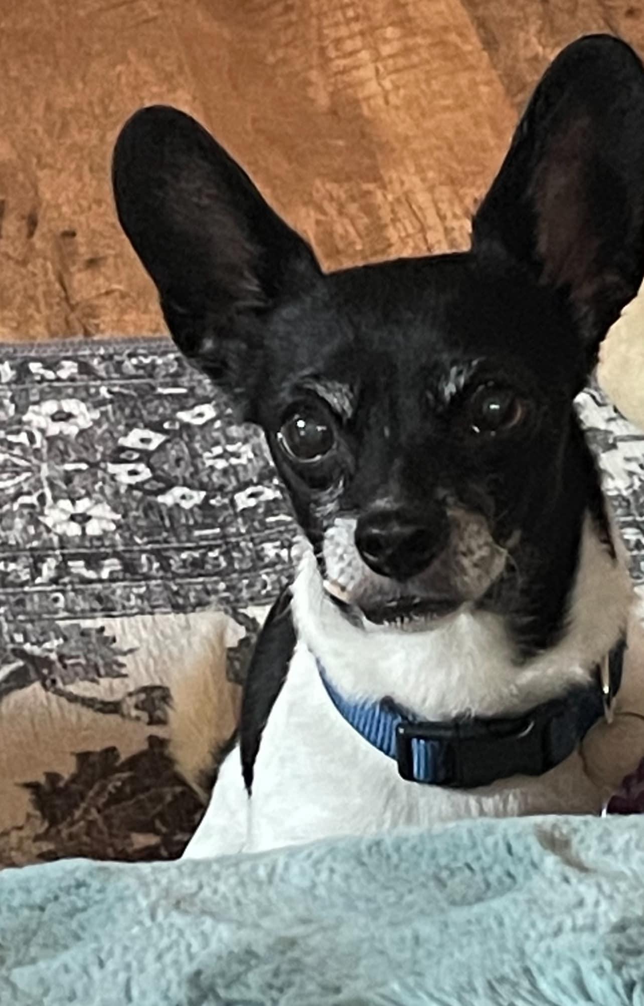 Zeus, Adoptable, Adult Male Chihuahua.