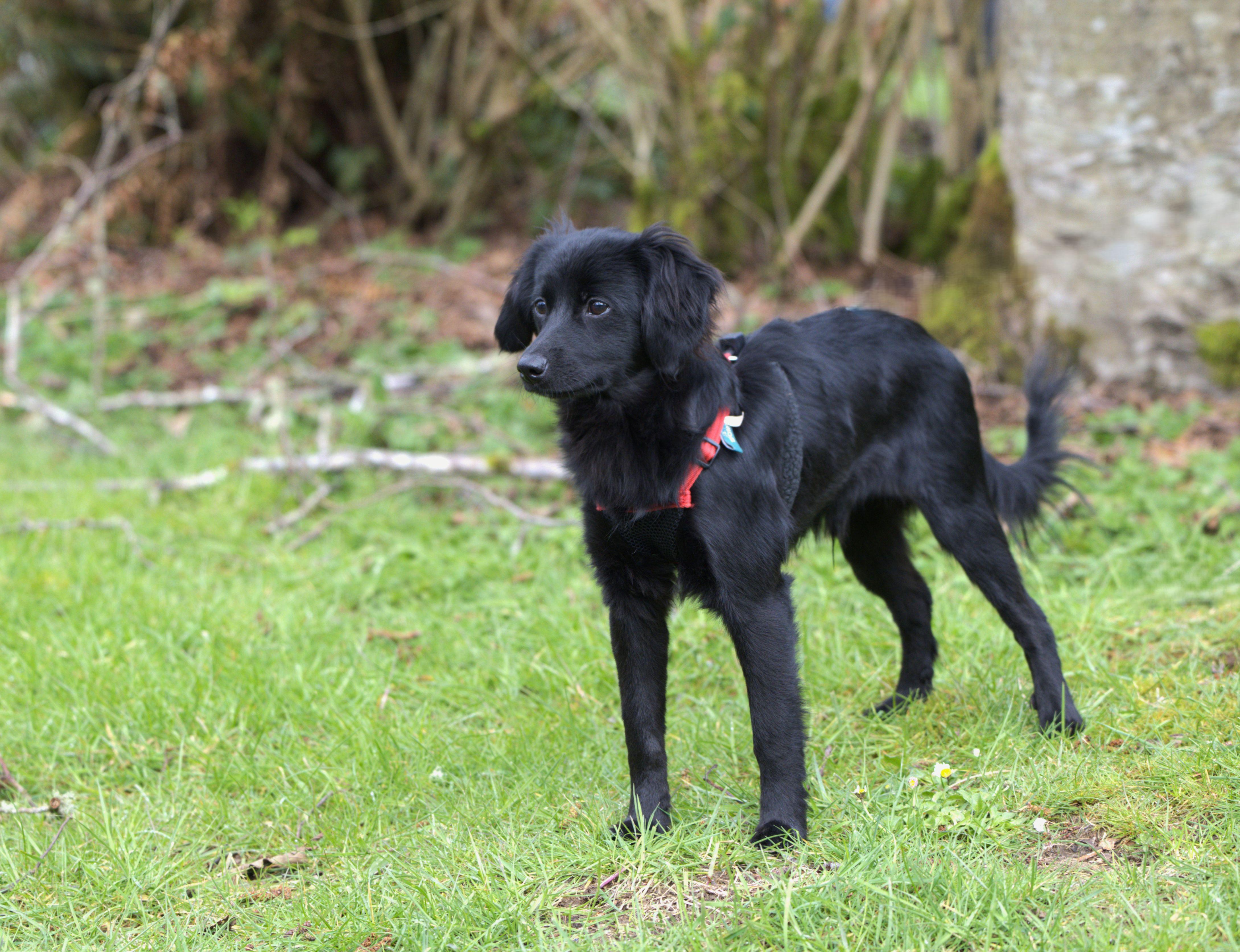Enlarge Enzo, an adopted mixed breed in Hoquiam, WA image 2/6