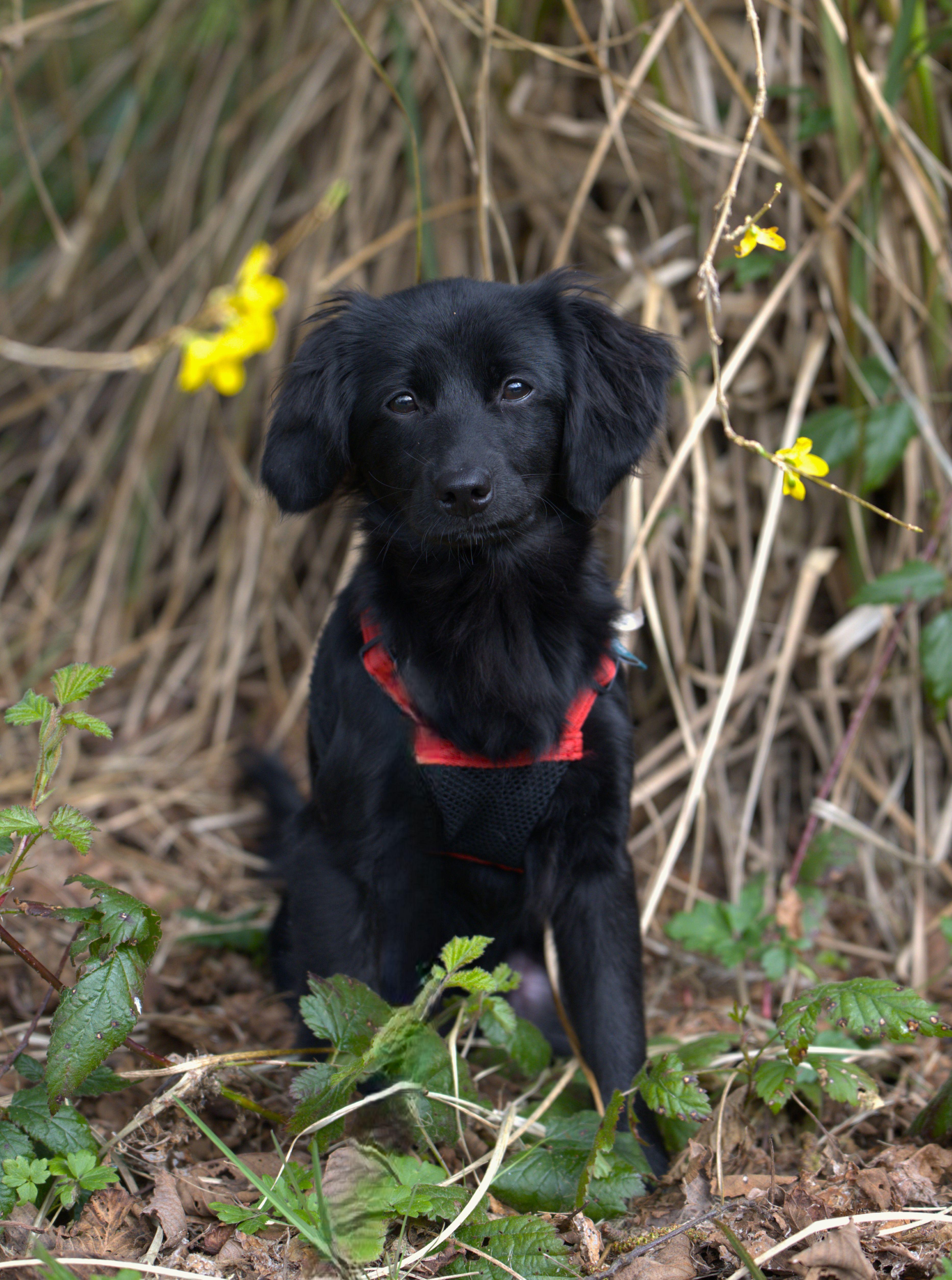 Enlarge Enzo, an adopted mixed breed in Hoquiam, WA image 3/6