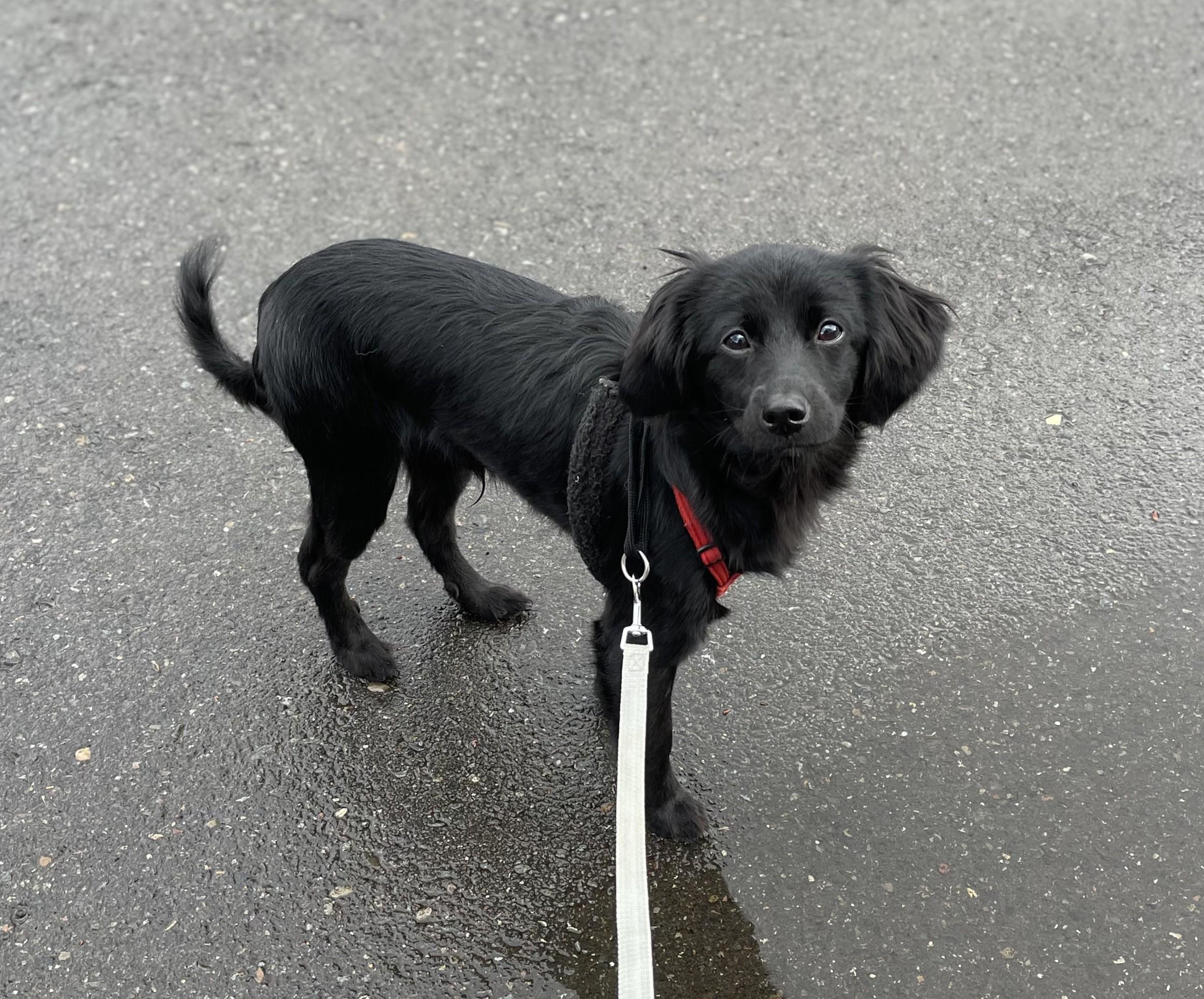 Enlarge Enzo, an adopted mixed breed in Hoquiam, WA image 4/6