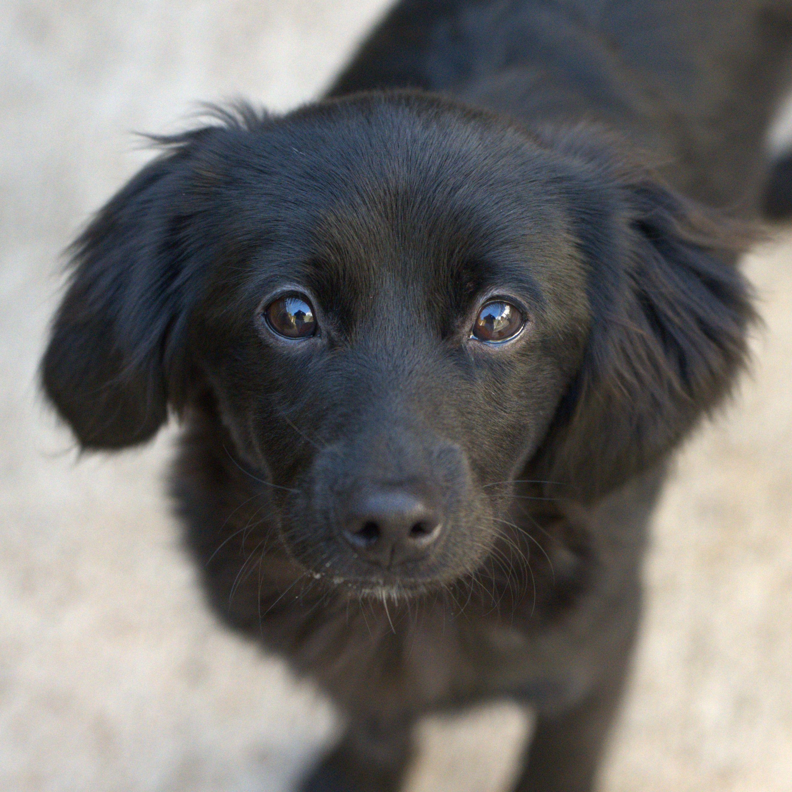 Enlarge Enzo, an adopted mixed breed in Hoquiam, WA image 1/6