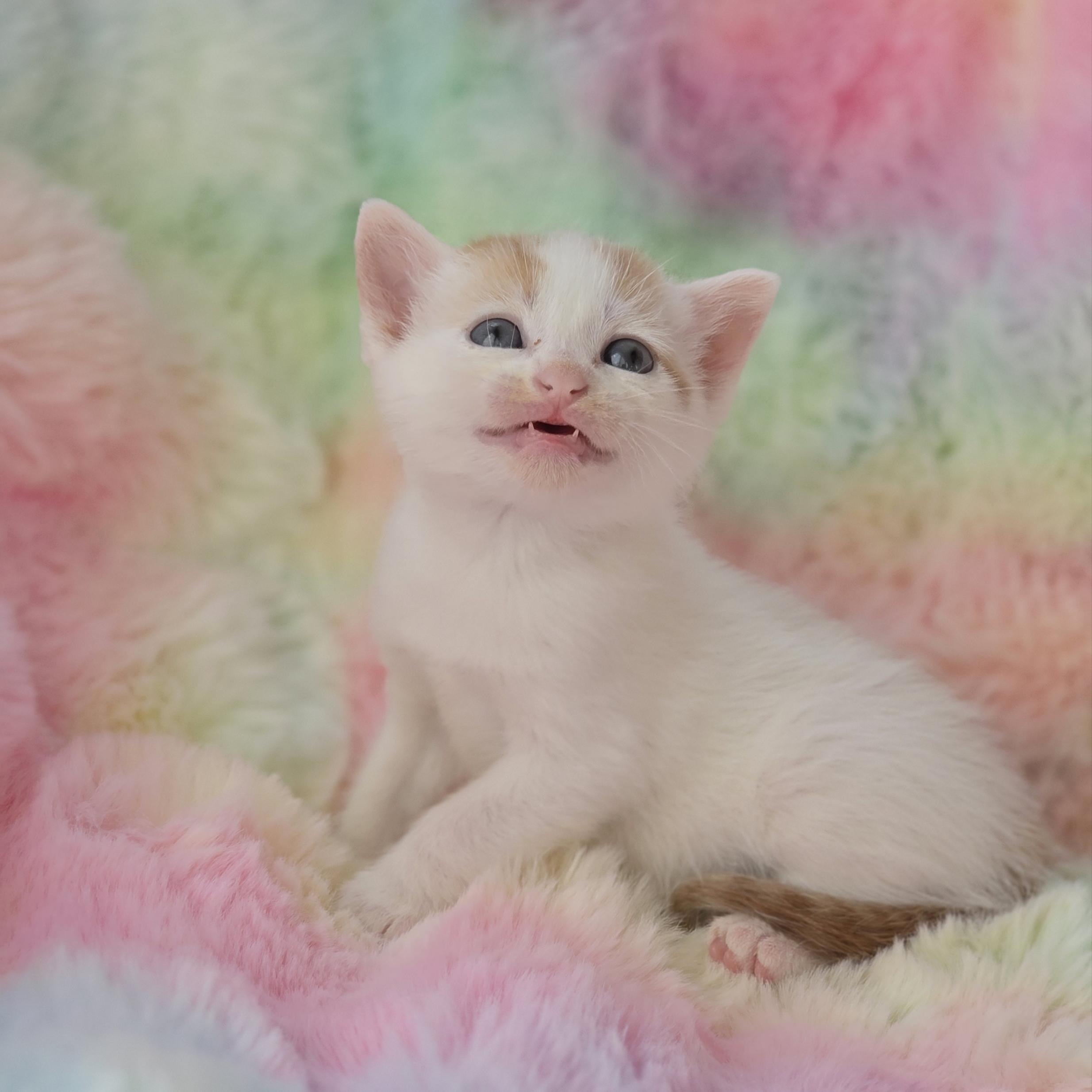 Enlarge Pidgey, a Adoptable mixed breed in Atlanta, GA image 5/6