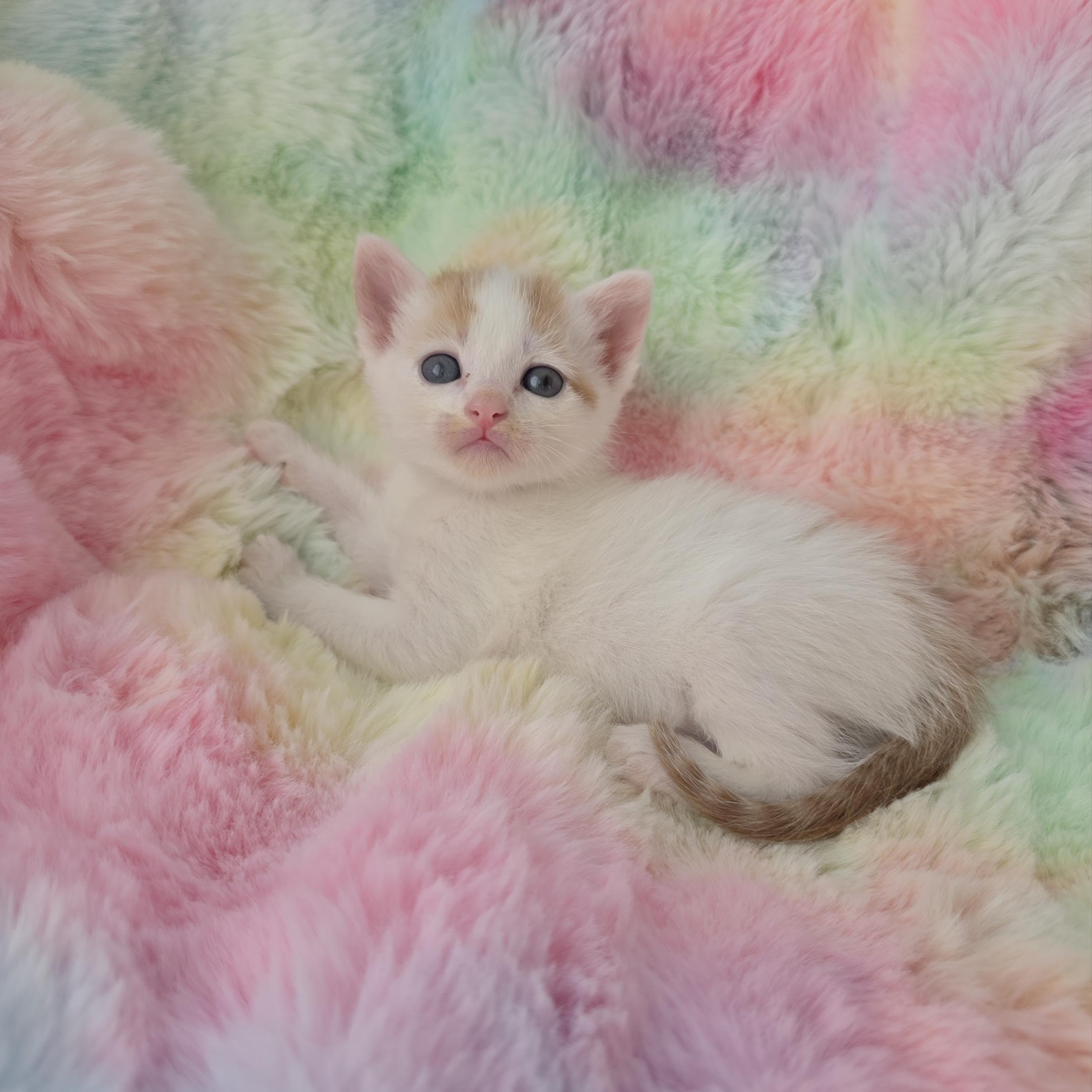 Enlarge Pidgey, a Adoptable mixed breed in Atlanta, GA image 6/6