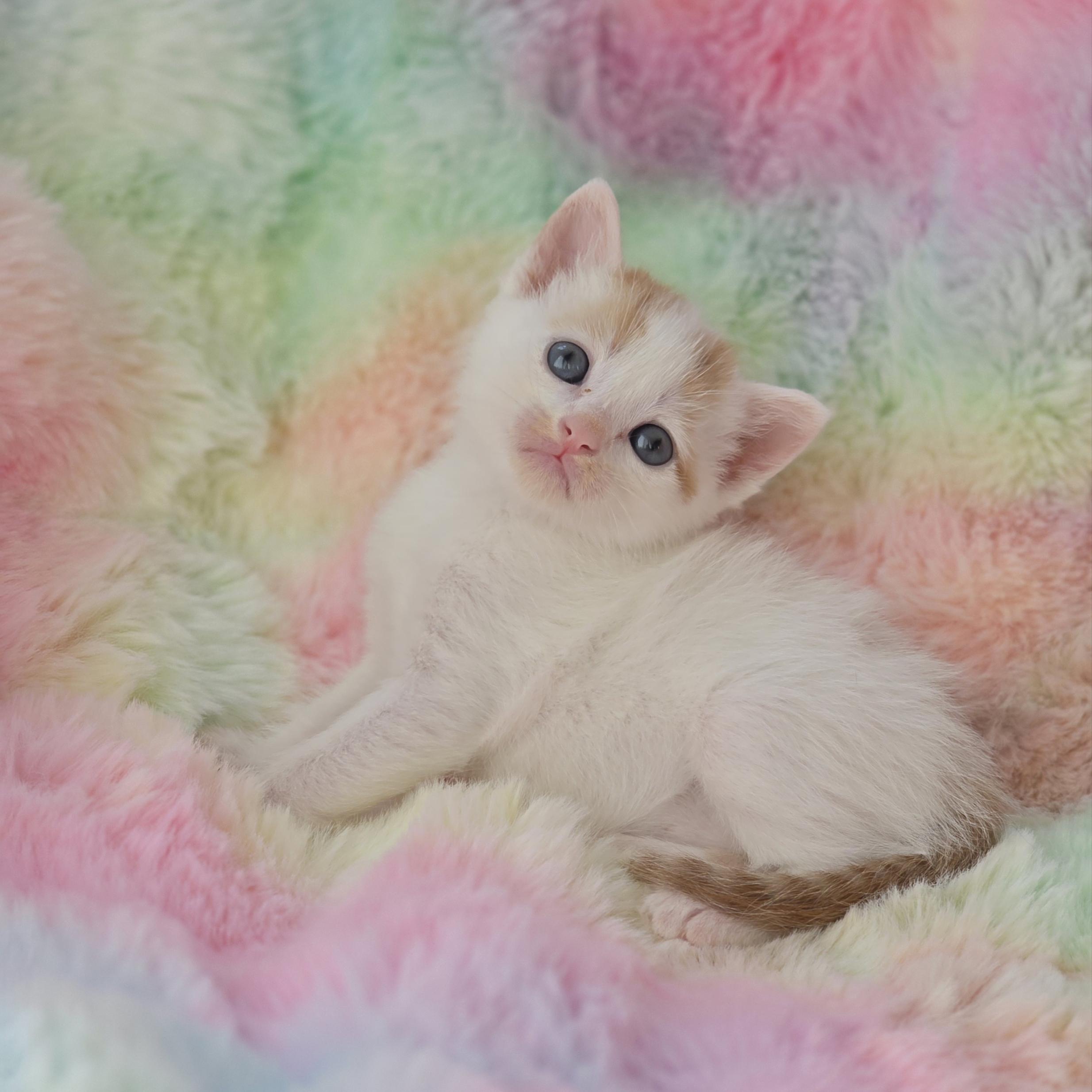 Pidgey, Adoptable, Kitten Male Domestic Short Hair & Tabby.