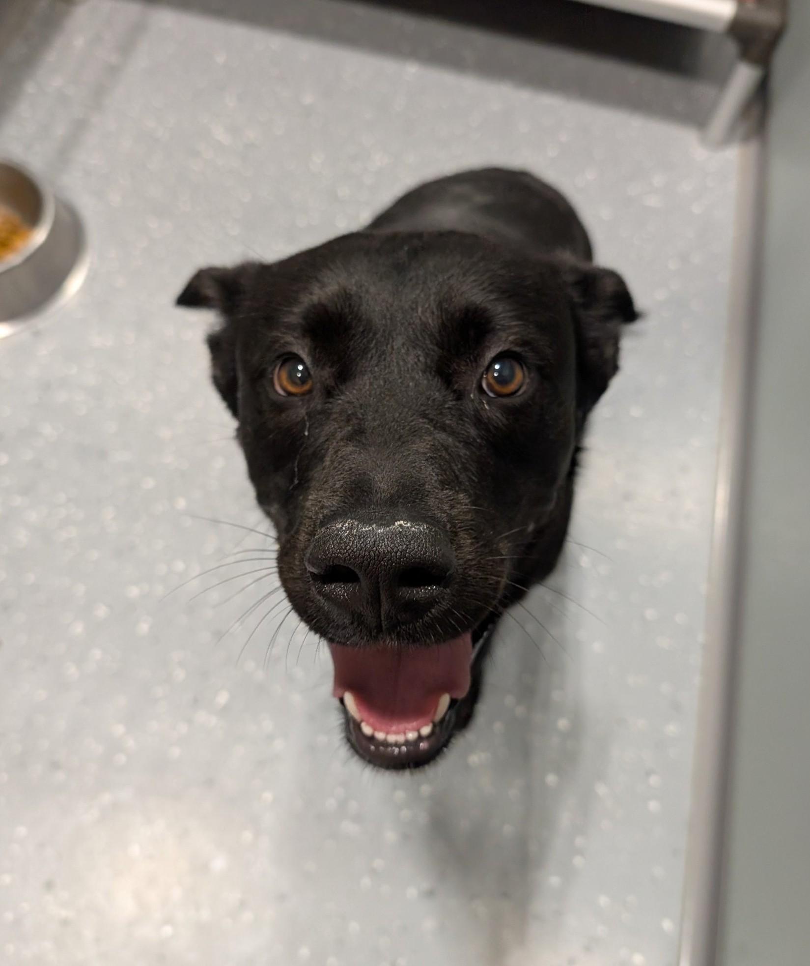 Enlarge Begonia, a Adoptable Mixed Breed in Davenport, IA image 1/1