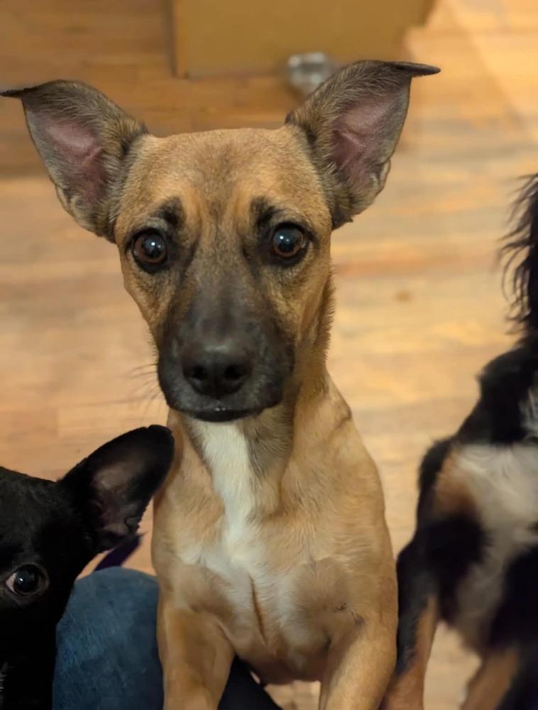 Enlarge Sunny, a Adoptable mixed breed in Boulder, CO image 2/4