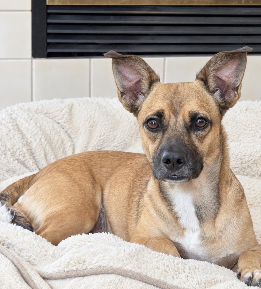 Enlarge Sunny, a Adoptable mixed breed in Boulder, CO image 3/4