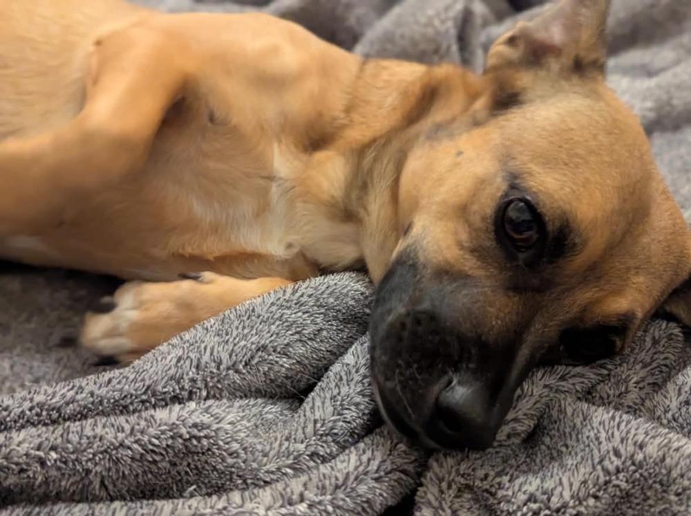 Enlarge Sunny, a Adoptable mixed breed in Boulder, CO image 4/4