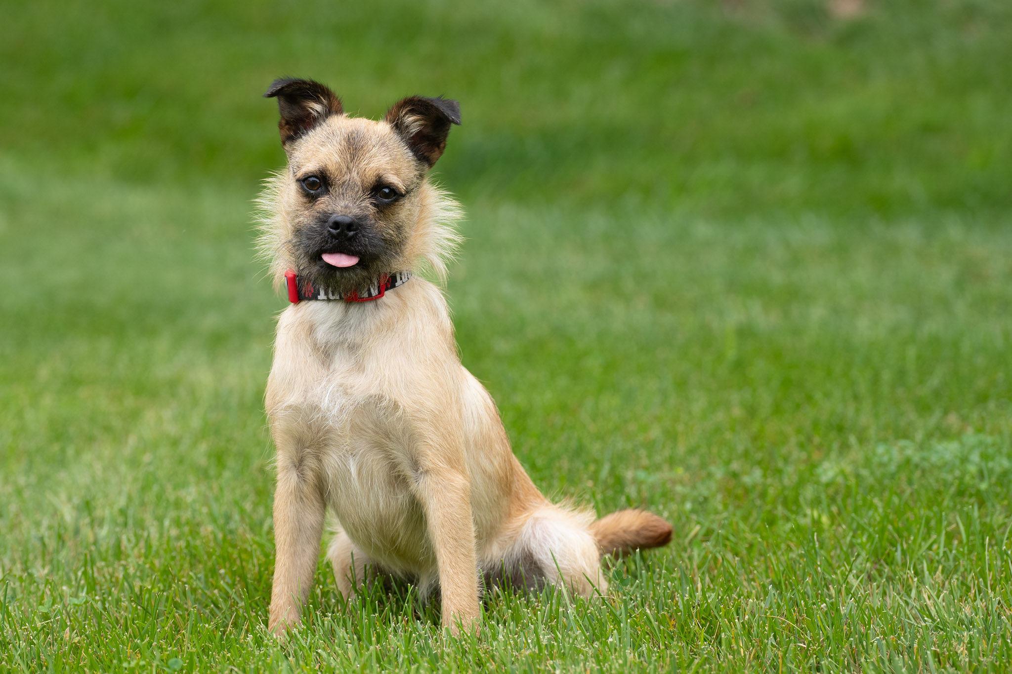 Enlarge Damon, a Adoptable mixed breed in Silver Spring, MD image 6/6