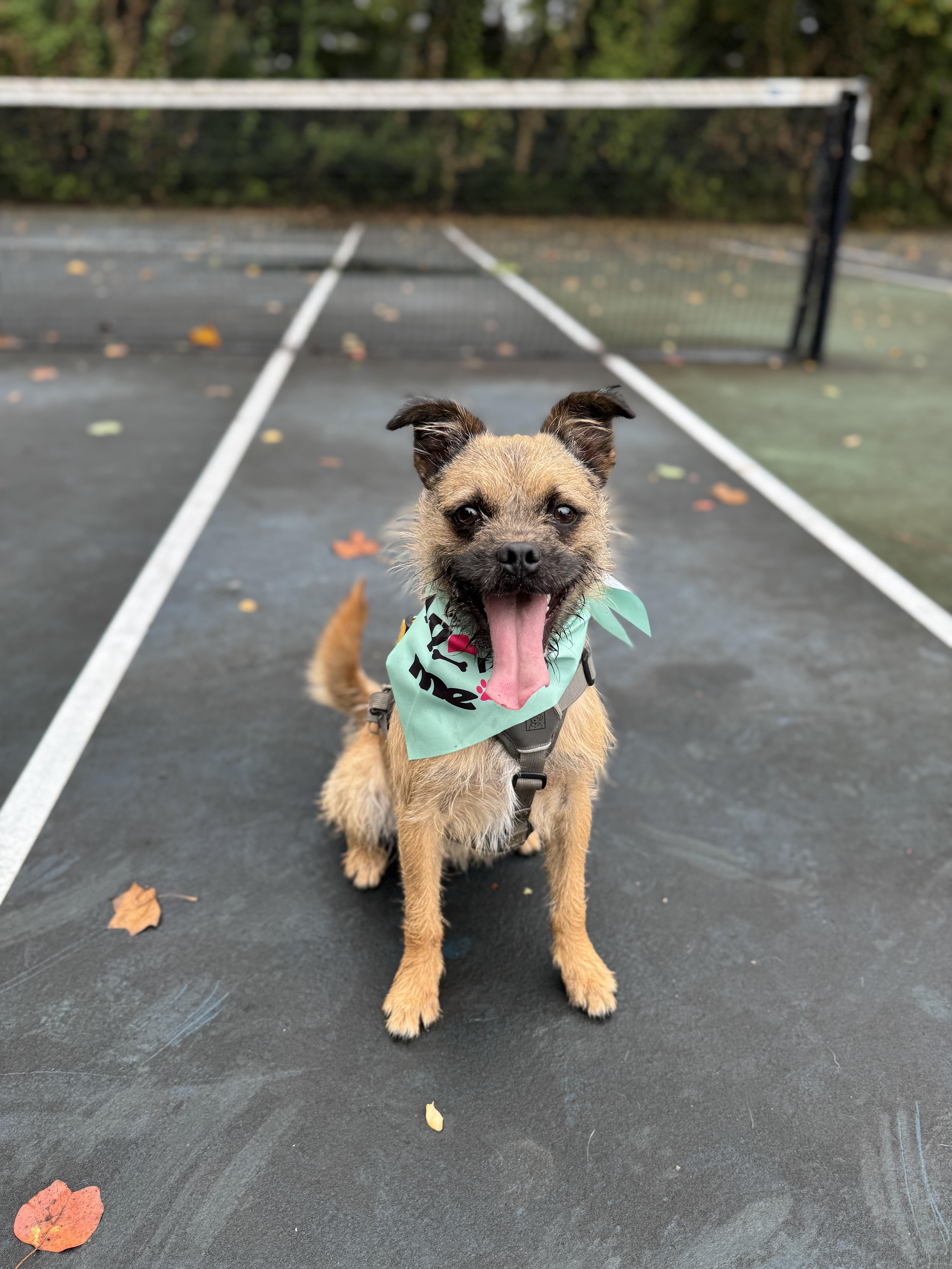 Damon, Adoptable, Young Male Border Terrier & Cairn Terrier.