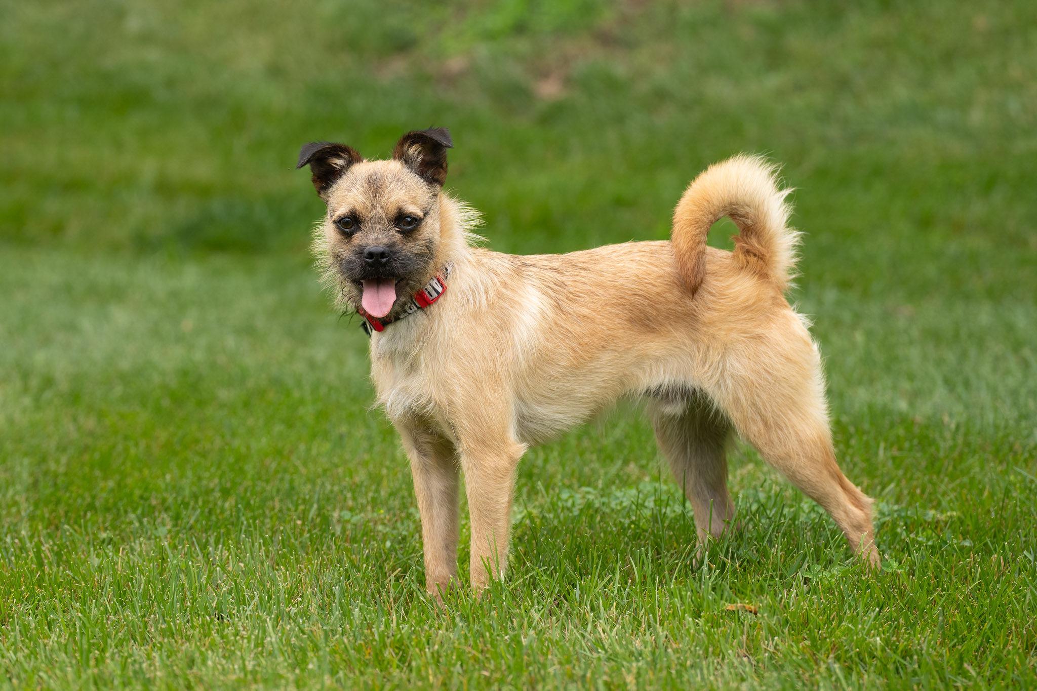 Enlarge Damon, a Adoptable mixed breed in Silver Spring, MD image 4/6