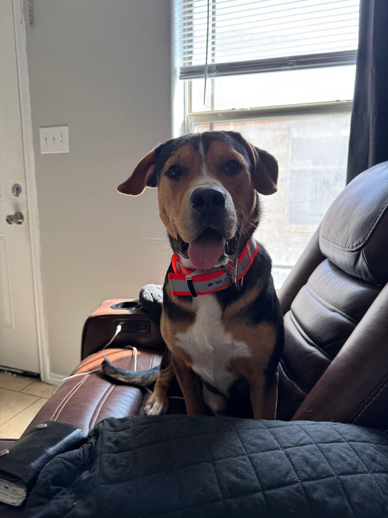 Enlarge Superstar, a Adopted mixed breed in Hughesville, MD image 2/4