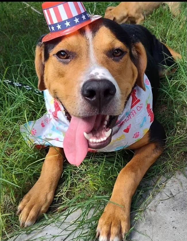 Superstar, Adopted, Adult Male Mixed Breed & Beagle.