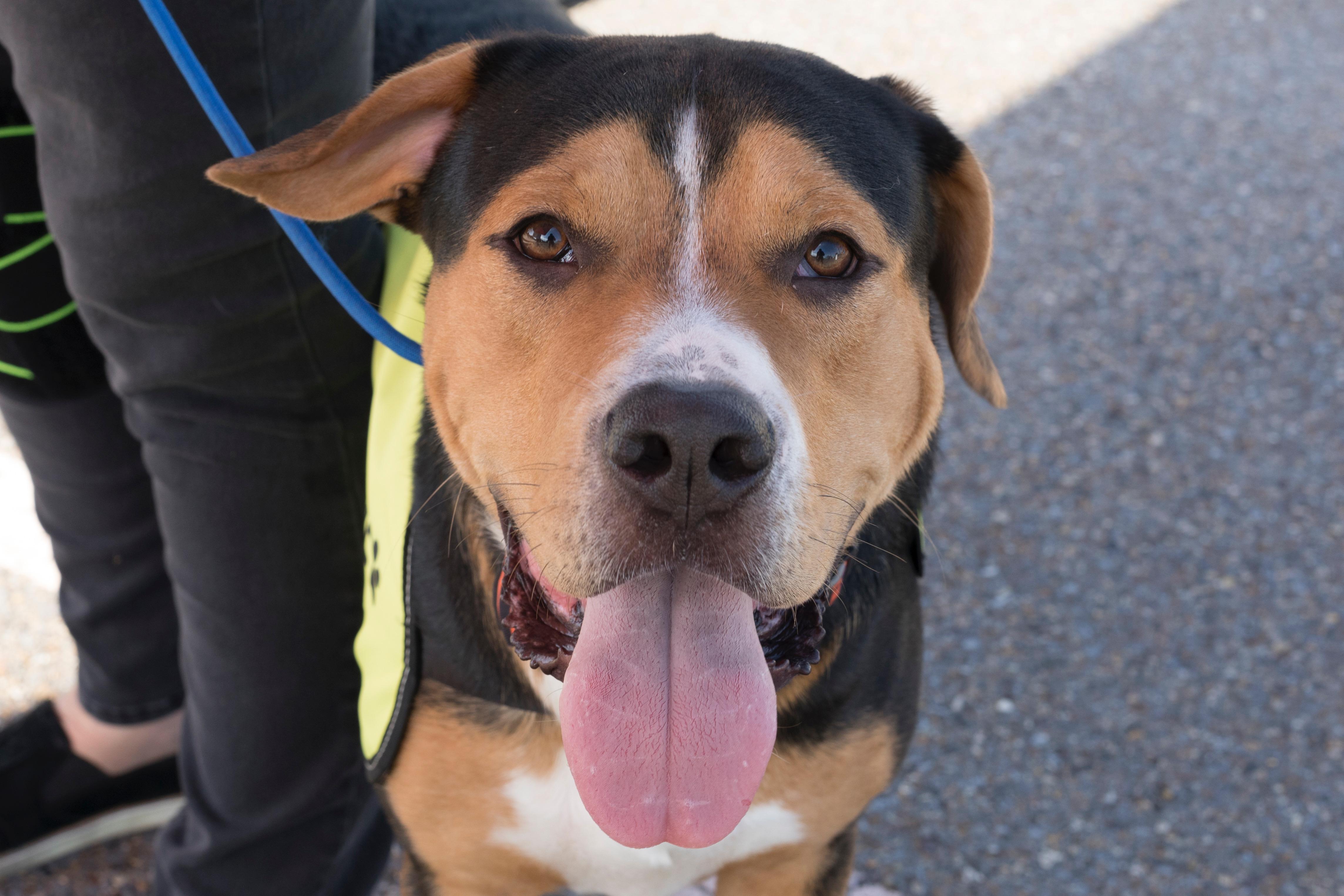 Enlarge Superstar, a Adopted mixed breed in Hughesville, MD image 4/4