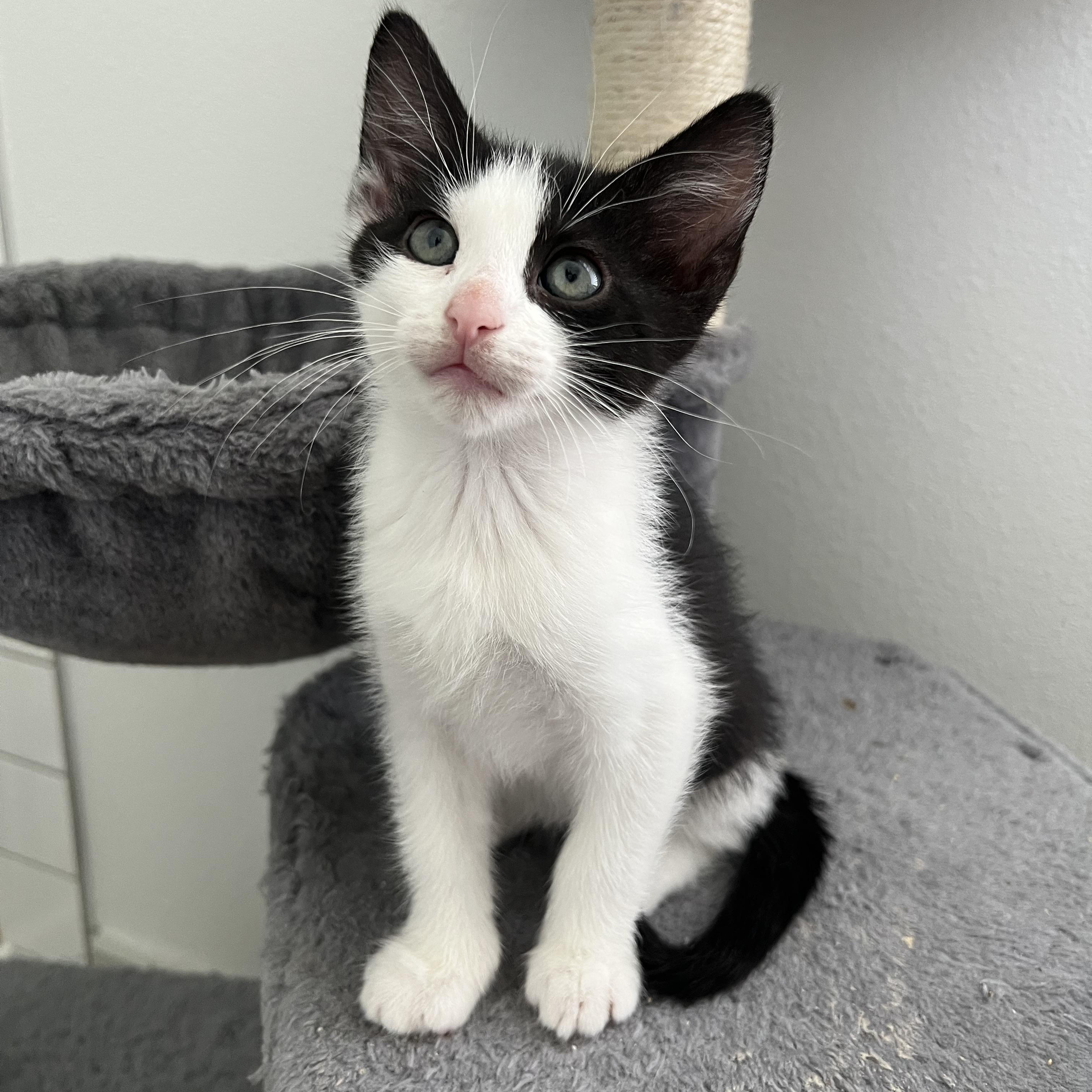 Enlarge Onyx, a Adopted Domestic Short Hair in jacksonville, FL image 1/3