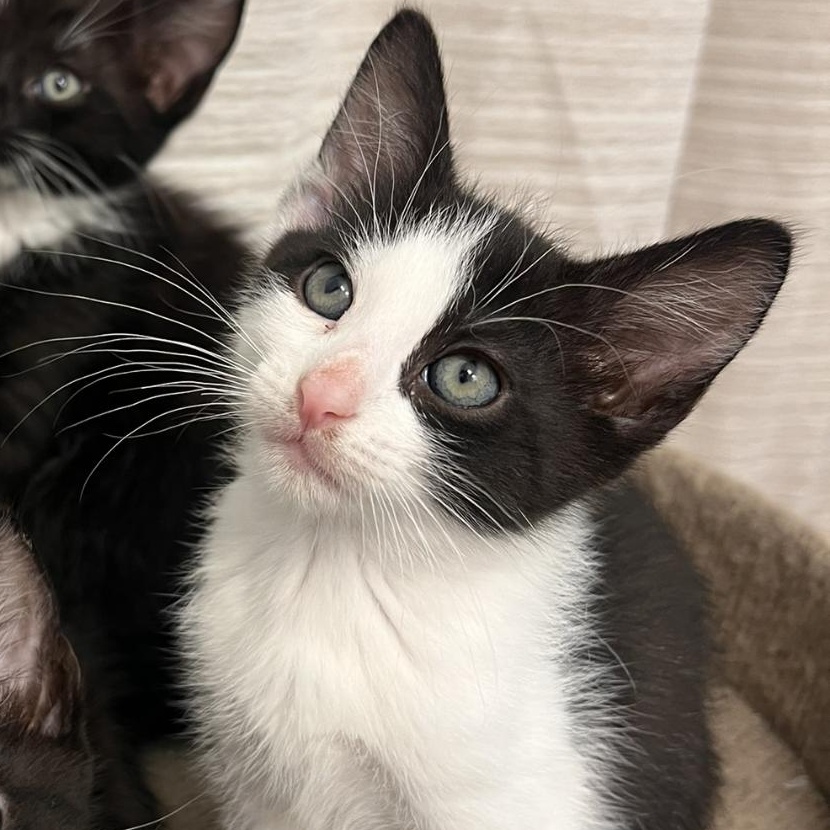 Enlarge Onyx, a Adopted Domestic Short Hair in jacksonville, FL image 2/3