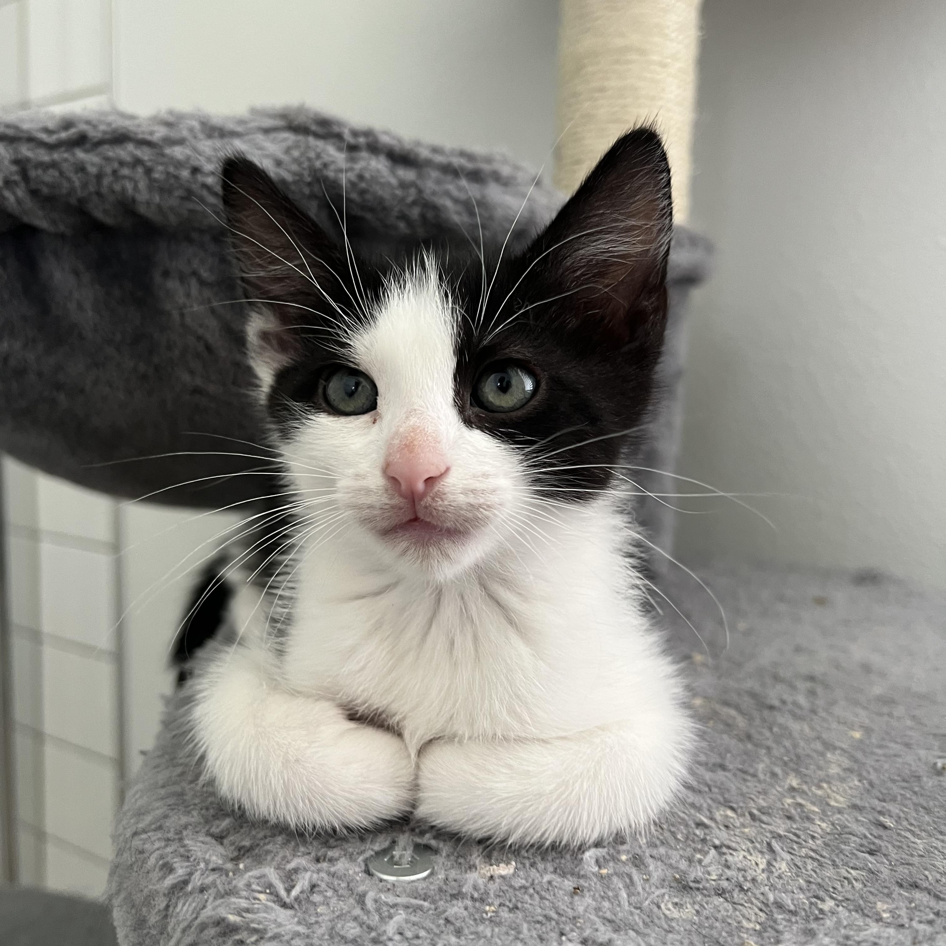 Enlarge Onyx, a Adopted Domestic Short Hair in jacksonville, FL image 3/3